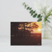 Bob Langrish | Chincoteague Grazing Sunset Briefkaart (Staand voorkant)