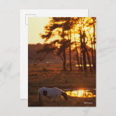 Bob Langrish Chincoteague Horse Grazing at Sunset Briefkaart (Voorkant / Achterkant)