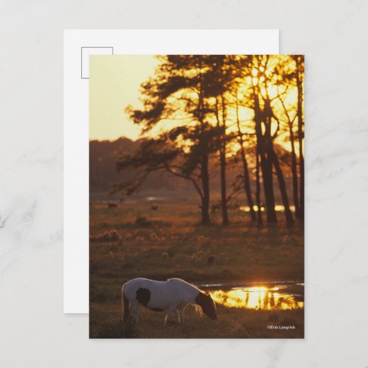 Bob Langrish Chincoteague Horse Grazing at Sunset Briefkaart (Voorkant / Achterkant)