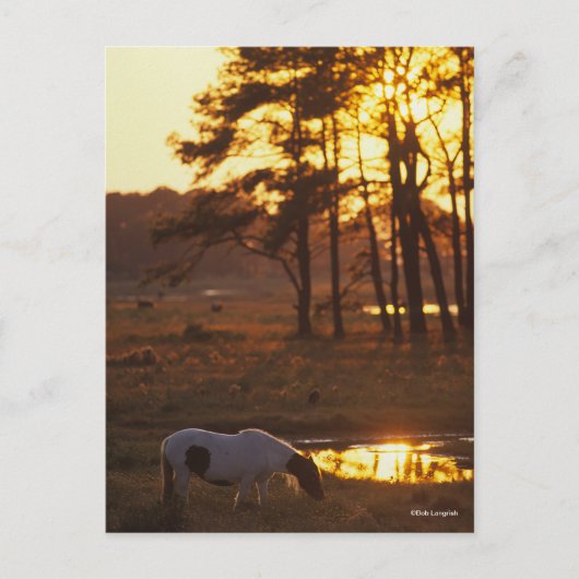Bob Langrish Chincoteague Horse Grazing at Sunset Briefkaart (Voorkant)