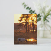 Bob Langrish Chincoteague Horse Grazing at Sunset Briefkaart (Staand voorkant)