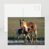 Bob Langrish | Chincoteague Mare and Foal Standing Briefkaart (Voorkant / Achterkant)