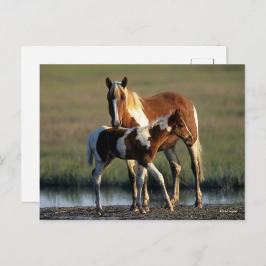 Bob Langrish | Chincoteague Mare and Foal Standing Briefkaart (Voorkant / Achterkant)