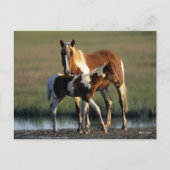Bob Langrish | Chincoteague Mare and Foal Standing Briefkaart (Voorkant)