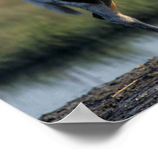 Bob Langrish | Chincoteague Mare and Foal Standing Poster (Hoek)