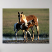 Bob Langrish | Chincoteague Mare and Foal Standing Poster (Voorkant)