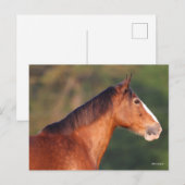 Bob Langrish | Clydesdale Bay-koptekst Briefkaart (Voorkant / Achterkant)