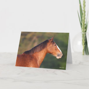 Bob Langrish Clydesdale Bay-koptekst Kaart