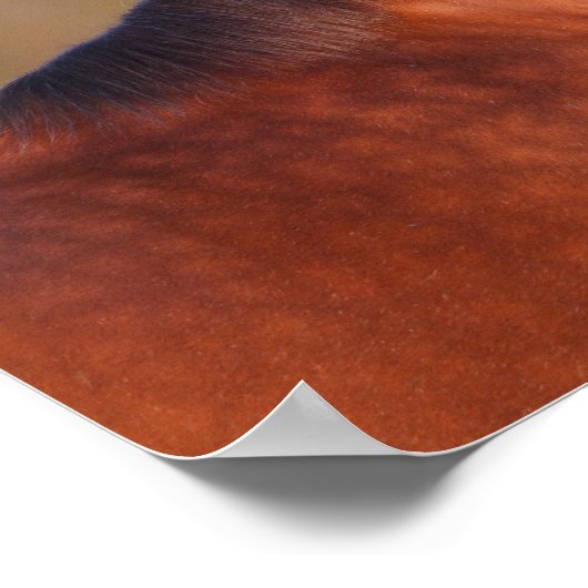 Bob Langrish | Clydesdale Bay-koptekst Poster (Hoek)