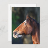 Bob Langrish | Clydesdale headshot Briefkaart (Voorkant / Achterkant)
