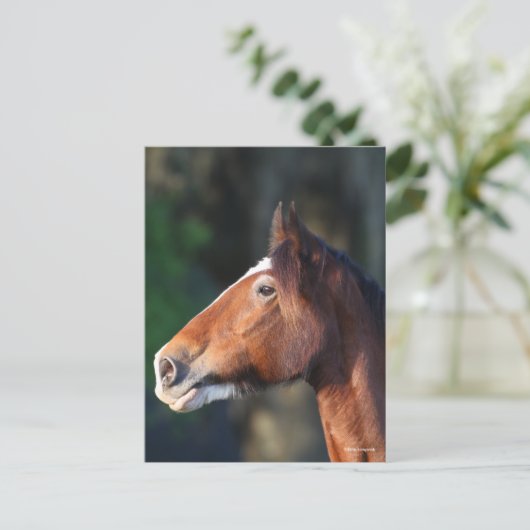 Bob Langrish | Clydesdale headshot Briefkaart (Staand voorkant)