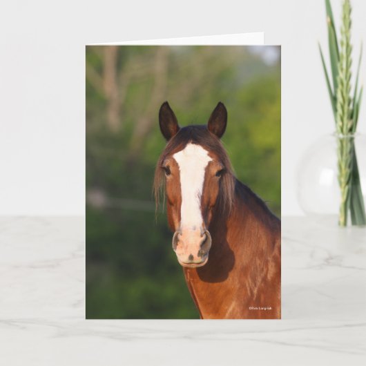 Bob Langrish | Clydesdale headshot Kaart (Voorkant)