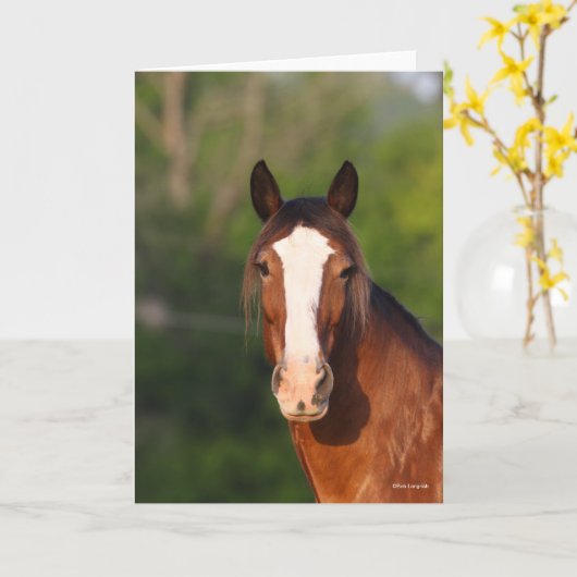 Bob Langrish | Clydesdale headshot Kaart (Gele Bloem)