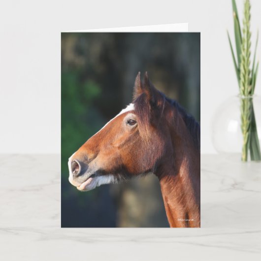 Bob Langrish | Clydesdale headshot Kaart (Voorkant)