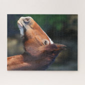 Bob Langrish | Clydesdale headshot Legpuzzel (Horizontaal)