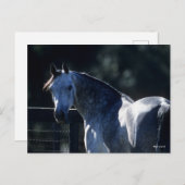 Bob Langrish | Dapple Gray Arab Headshot Backlit Briefkaart (Voorkant / Achterkant)