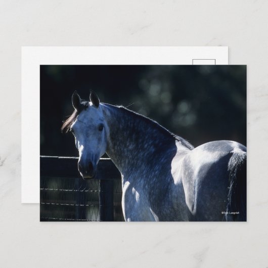 Bob Langrish | Dapple Gray Arab Headshot Backlit Briefkaart (Voorkant / Achterkant)