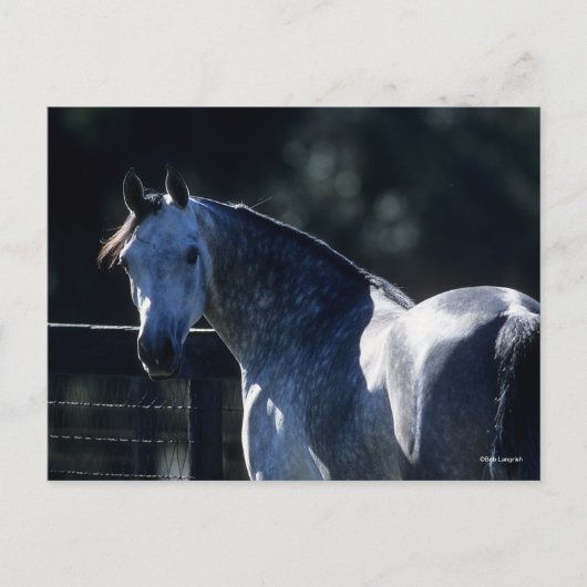 Bob Langrish | Dapple Gray Arab Headshot Backlit Briefkaart (Voorkant)