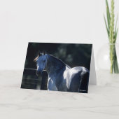 Bob Langrish | Dapple Gray Arab Headshot Backlit Kaart (Voorkant)