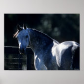 Bob Langrish | Dapple Gray Arab Headshot Backlit Poster (Voorkant)