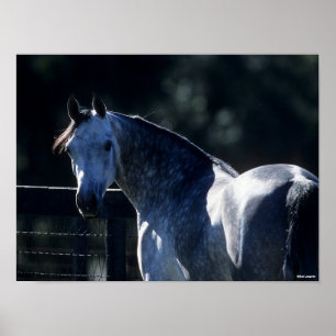 Bob Langrish   Dapple Gray Arab Headshot Backlit Poster