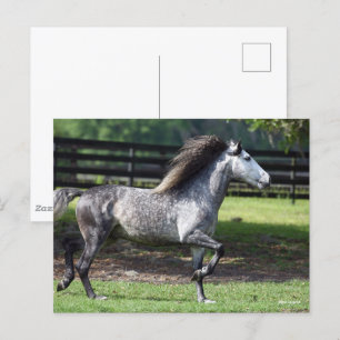 Bob Langrish Dapple Gray Lusitano Stallion Briefkaart