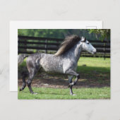 Bob Langrish | Dapple Gray Lusitano Stallion Briefkaart (Voorkant / Achterkant)