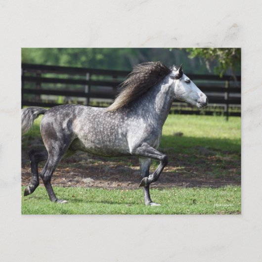 Bob Langrish | Dapple Gray Lusitano Stallion Briefkaart (Voorkant)