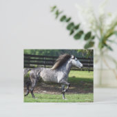 Bob Langrish | Dapple Gray Lusitano Stallion Briefkaart (Staand voorkant)