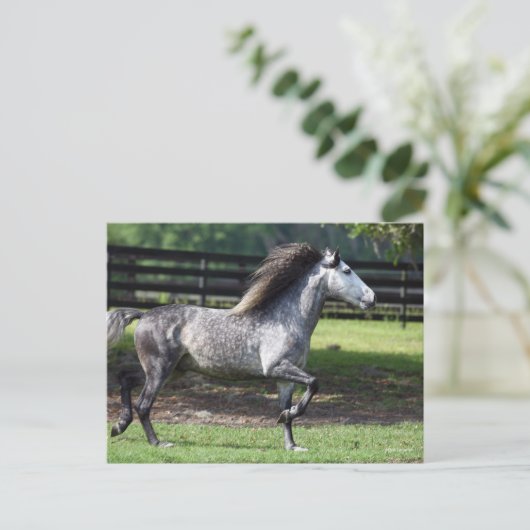 Bob Langrish | Dapple Gray Lusitano Stallion Briefkaart (Staand voorkant)