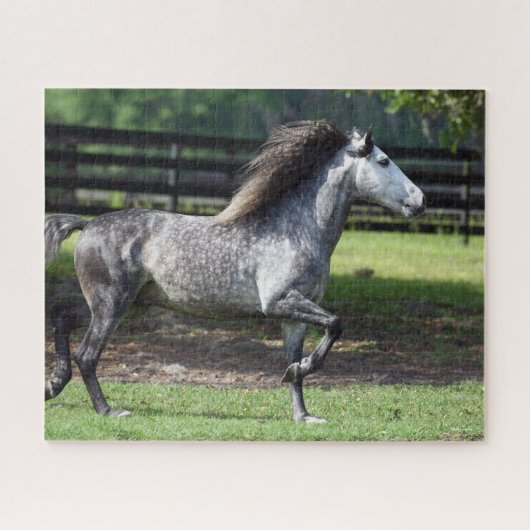 Bob Langrish | Dapple Gray Lusitano Stallion Legpuzzel (Horizontaal)