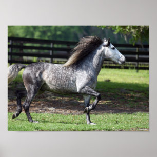 Bob Langrish   Dapple Gray Lusitano Stallion Poster