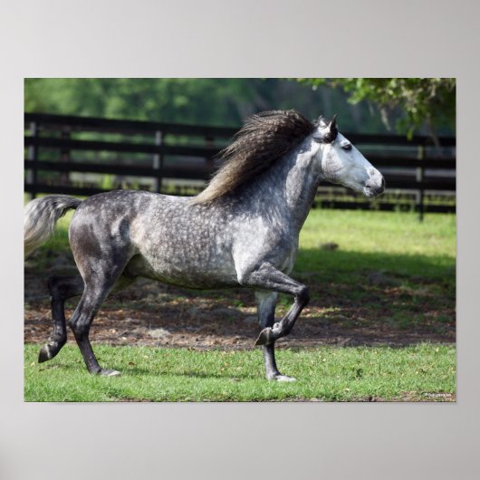 Bob Langrish | Dapple Gray Lusitano Stallion Poster (Voorkant)