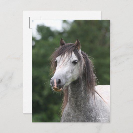 Bob Langrish | Dapple Gray Welsh Pony Headshot Briefkaart (Voorkant / Achterkant)