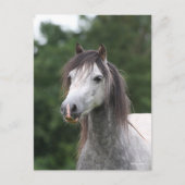 Bob Langrish | Dapple Gray Welsh Pony Headshot Briefkaart (Voorkant)