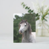 Bob Langrish | Dapple Gray Welsh Pony Headshot Briefkaart (Staand voorkant)