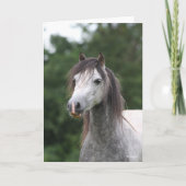 Bob Langrish | Dapple Gray Welsh Pony Headshot Kaart (Voorkant)