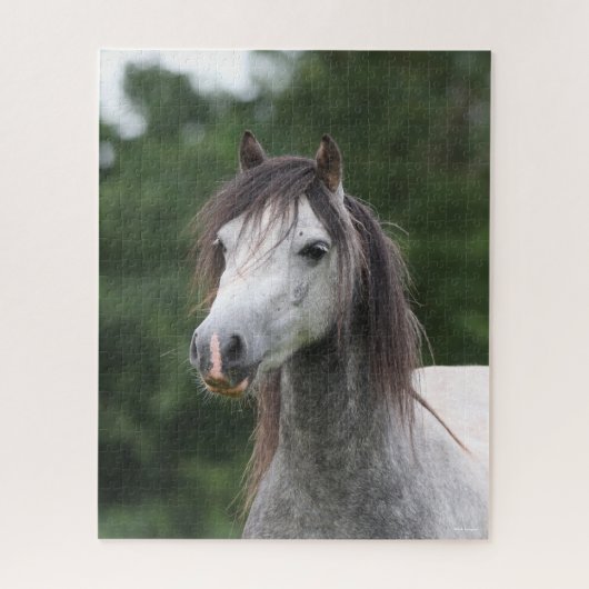 Bob Langrish | Dapple Gray Welsh Pony Headshot Legpuzzel (Verticaal)