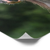 Bob Langrish | Dapple Gray Welsh Pony Headshot Poster (Hoek)