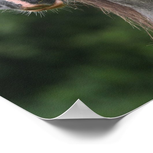 Bob Langrish | Dapple Gray Welsh Pony Headshot Poster (Hoek)