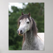 Bob Langrish | Dapple Gray Welsh Pony Headshot Poster (Voorkant)