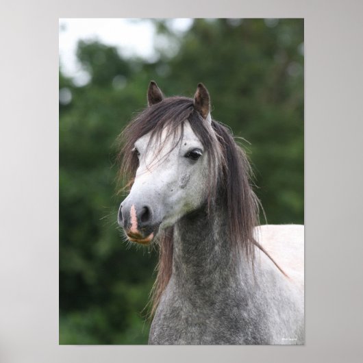 Bob Langrish | Dapple Gray Welsh Pony Headshot Poster (Voorkant)