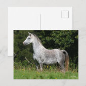 Bob Langrish | Dapple Gray Welsh Pony Standing Briefkaart (Voorkant / Achterkant)