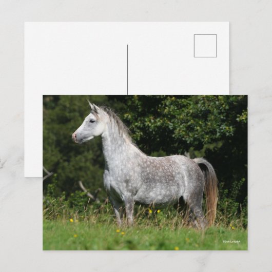 Bob Langrish | Dapple Gray Welsh Pony Standing Briefkaart (Voorkant / Achterkant)