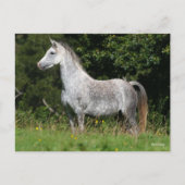 Bob Langrish | Dapple Gray Welsh Pony Standing Briefkaart (Voorkant)