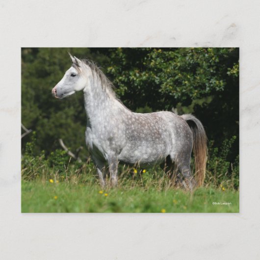 Bob Langrish | Dapple Gray Welsh Pony Standing Briefkaart (Voorkant)
