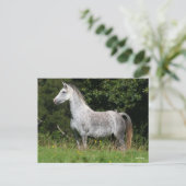 Bob Langrish | Dapple Gray Welsh Pony Standing Briefkaart (Staand voorkant)