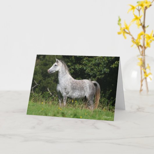 Bob Langrish | Dapple Gray Welsh Pony Standing Kaart (Gele Bloem)