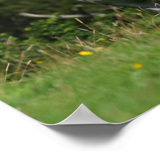 Bob Langrish | Dapple Gray Welsh Pony Standing Poster (Hoek)