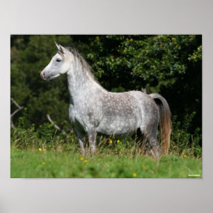 Bob Langrish Dapple Gray Welsh Pony Standing Poster